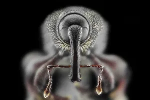<b class=qtipBold><figcaption>Snout Weevil (Perapion curtirostre)</figcaption></b><br>Insects On Earth, 186889570<br><em>© Donald Jusa</em> Snout Weevil (Perapion curtirostre)