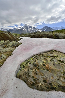 Snow Alga or Snow Algae -Chlamydomonas nivalis-, Kaunergrat Range at the back Snow Alga or Snow Algae -Chlamydomonas nivalis-, Kaunergrat Range at the back