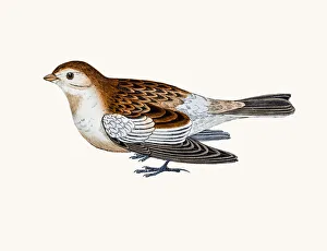 <b class=qtipBold><figcaption>Snow bunting</figcaption></b><br>A photograph of an original hand-colored engraving from The History of British Birds by Morris published in 1853-1891.<br><em>© mashuk</em> Snow bunting