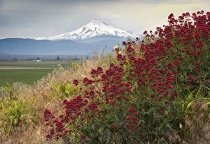 Snow-capped Mt. Jefferson rising majestically behind some red wildflowers, Oregon, USA Snow-capped Mt. Jefferson rising majestically behind some red wildflowers, Oregon, USA