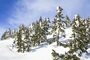 Snow-capped trees on sunny day, Mt, Washington Ski Resort bordering Strathcona Provincial Snow-capped trees on sunny day, Mt, Washington Ski Resort bordering Strathcona Provincial