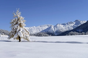 Snow-covered Larch -Larix- in a fresh snow-covered landscape, Silvaplana, Engadine Snow-covered Larch -Larix- in a fresh snow-covered landscape, Silvaplana, Engadine