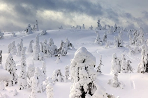 Snow covered mountain pines in a winter storm in Rukatunturi, Kuusamo, Lapland, Finland Snow covered mountain pines in a winter storm in Rukatunturi, Kuusamo, Lapland, Finland