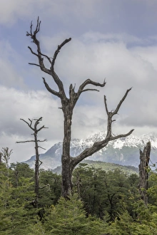 Snow-covered mountains and a dead tree, Carretera Austral, Chaiten, Los Lagos Region Snow-covered mountains and a dead tree, Carretera Austral, Chaiten, Los Lagos Region
