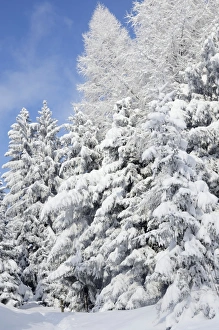 Snow-covered spruce trees -Picea abies- and larch trees -Laryx decidua-, Leitzachtal Snow-covered spruce trees -Picea abies- and larch trees -Laryx decidua-, Leitzachtal
