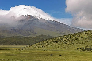 Snow-covered summit of Cotopaxi volcano rises from a cloud cover, Cotopaxi National Park, Cotopaxi Province, Ecuador Snow-covered summit of Cotopaxi volcano rises from a cloud cover, Cotopaxi National Park, Cotopaxi Province, Ecuador