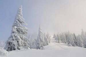 Snow-covered trees on the ridge of Mt. Unterberg, Lower Austria, Austria, Europe Snow-covered trees on the ridge of Mt. Unterberg, Lower Austria, Austria, Europe