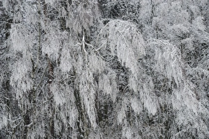 Snow-covered trees, Thaya Valley National Park, Lower Austria, Austria Snow-covered trees, Thaya Valley National Park, Lower Austria, Austria
