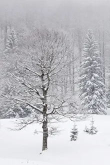 Snow covered trees in winter, Benediktbeuern, Bavaria, Germany, Europe Snow covered trees in winter, Benediktbeuern, Bavaria, Germany, Europe