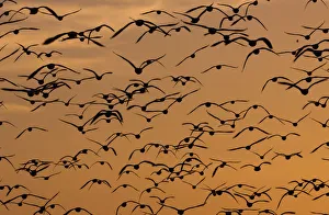 Snow geese, Bosque Del Apache National Wildlife Refuge, New Mexico, USA Snow geese, Bosque Del Apache National Wildlife Refuge, New Mexico, USA