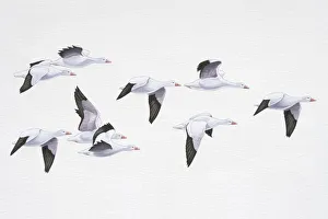 Nine Snow Geese (Chen caerulescens) flying in v-formation, side view Nine Snow Geese (Chen caerulescens) flying in v-formation, side view
