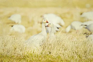 <b class=qtipBold><figcaption>Snow geese in field</figcaption></b><br>Geese in field.<br><em>© 2010-2011 Susan Gary</em> Snow geese in field