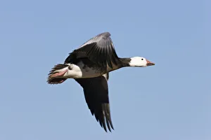Snow Goose (Anser caerulescens atlanticus, Chen caerulescens) in flight, blue morph Snow Goose (Anser caerulescens atlanticus, Chen caerulescens) in flight, blue morph