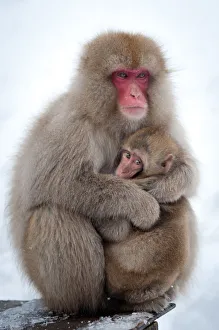 <b class=qtipBold><figcaption>Snow Monkey</figcaption></b><br>A Japanese Macaque protects its young from the cold at the Jigokudani Yaenkoen in Nagano, Japan.<br><em>© Patrick Shyu</em> Snow Monkey
