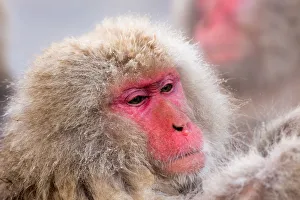<b class=qtipBold><figcaption>Snow Monkey Hot spring bathing</figcaption></b><br>Japanese macaques to soak in the hot spring in Jigokudani Onsen, Nagano Prefecture.<br><em>© Shinichiro Saka</em> Snow Monkey Hot spring bathing