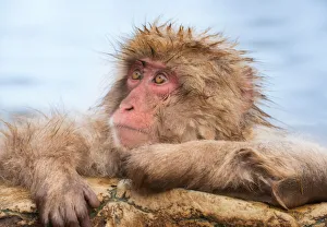 <b class=qtipBold><figcaption>Snow Monkey, Nagano</figcaption></b><br>A monkey at Jigokudani Monkey Park in Nagano<br><em>© terenceleezy</em> Snow Monkey, Nagano