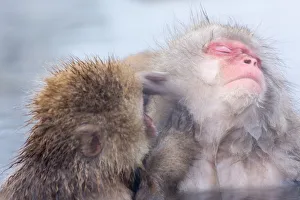 Snow monkey which soaks in the hot spring Snow monkey which soaks in the hot spring