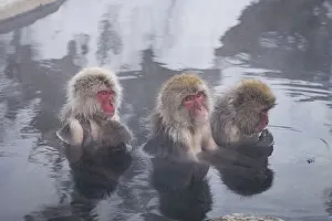 <b class=qtipBold><figcaption>Snow Monkeys</figcaption></b><br>Jigokudani Monkey Park, Yamanouchi Town, Nagano Pref., Japan - FEB 15, 2017: Japanese macaques relaxing in a hot spring bath.<br><em>© Yuga Kurita</em> Snow Monkeys