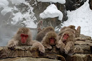 <b class=qtipBold><figcaption>Snow Monkeys</figcaption></b><br>Snow Monkeys Chilling Out, Yamanouchi, Japan, 185050452<br><em>© 2008 PFHuber</em> Snow Monkeys