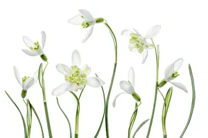 Images Dated 2nd March 2016: Snowdrops