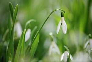 Images Dated 3rd March 2012: Snowdrops -Galanthus nivalis-, Stuttgart, Baden-Wuerttemberg, Germany, Europe, PublicGround