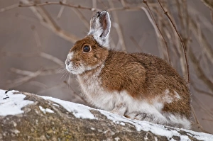 <b class=qtipBold><figcaption>Snowshoe Hare</figcaption></b><br>A brown and white Snowshoe Hare that is changing from the summer brown to the winter white fur.<br><em>© This content is subject to copyright.</em> Snowshoe Hare