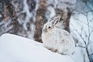 <b class=qtipBold><figcaption>Snowshoe Hare</figcaption></b><br>A Snowshoe Hare is sitting in the snow.<br><em>© copyright 2012</em> Snowshoe Hare