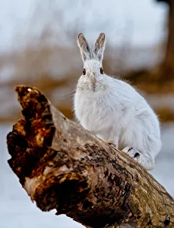 <b class=qtipBold><figcaption>Snowshoe Hare on log</figcaption></b><br>A Snowshoe Hare is sitting on a log during the winter.<br><em>© copyright 2012</em> Snowshoe Hare on log