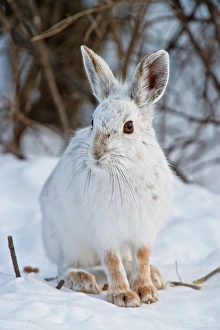 <b class=qtipBold><figcaption>Snowshoe Hare and in snow</figcaption></b><br>A white Snowshoe Hare sitting in snow.<br><em>© copyright 2012</em> Snowshoe Hare and in snow