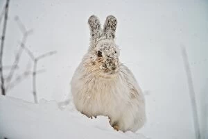 Images Dated 22nd March 2014: Snowshoe Hare in the snow
