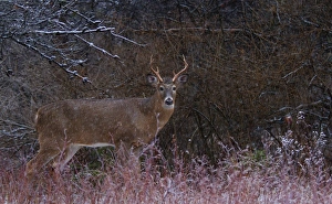 <b class=qtipBold><figcaption>Snowy buck</figcaption></b><br>A white-tailed deer poses for me while the wet snow starts to fall.<br><em>© Jim Cumming</em> Snowy buck