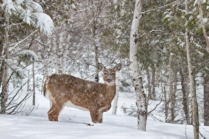 <b class=qtipBold><figcaption>Snowy doe - white-tailed deer</figcaption></b><br><em>© Jim Cumming</em> Snowy doe - white-tailed deer