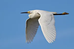 <b class=qtipBold><figcaption>Snowy Egret</figcaption></b><br>Snowy Egret in flight.<br><em>© Phoo Chan</em> Snowy Egret