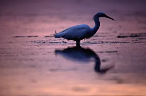 Snowy egret (Egretta thula) in water, Virginia, USA Snowy egret (Egretta thula) in water, Virginia, USA