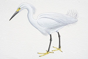 Snowy Egret (Egretta thula), with white plumage, black bill and yellow feet, side view Snowy Egret (Egretta thula), with white plumage, black bill and yellow feet, side view