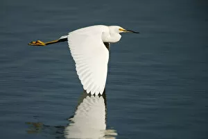 Images Dated 28th October 2013: Snowy egret in flight