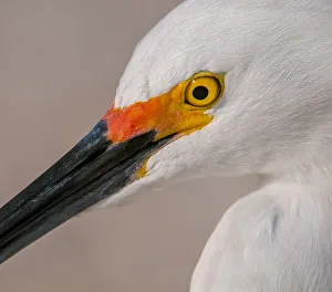 <b class=qtipBold><figcaption>Snowy Egret portrait</figcaption></b><br>Close up of snowy egret face in breeding plumage<br><em>© RussellBurden</em> Snowy Egret portrait