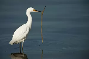 Images Dated 28th October 2013: Snowy egret with stick