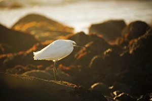 <b class=qtipBold><figcaption>Snowy Egret Sunset</figcaption></b><br>A snowy egret hunts along the rocky shoreline of the Monterey Peninsula, California.<br><em>© 2016 Chase Dekker Wild-Life Images</em> Snowy Egret Sunset