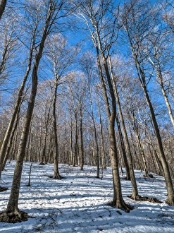 Snowy forest in winter Snowy forest in winter