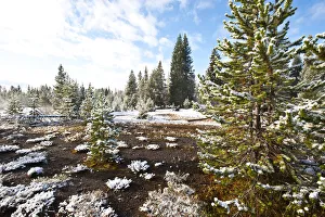 Snowy landscape with West Thumb Geyser Basin in winter, Yellowstone National Park Snowy landscape with West Thumb Geyser Basin in winter, Yellowstone National Park