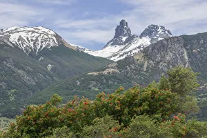 Snowy mountains and Chilean fire bush, also Notro or ciruelillo -Embothrium coccineum Snowy mountains and Chilean fire bush, also Notro or ciruelillo -Embothrium coccineum
