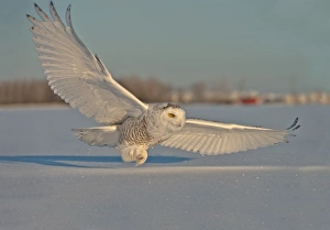 <b class=qtipBold><figcaption>Snowy Owl</figcaption></b><br>Female Snowy Owl coming in for a landing with wings outstretched and feet moving into landing position.<br><em>© Copyright 2014 Michael Cummings</em> Snowy Owl