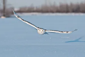 <b class=qtipBold><figcaption>Snowy Owl</figcaption></b><br>A female Snowy Owl in flight a few feet above blue tinted snow.<br><em>© copyright 2014 Michael Cummings</em> Snowy Owl