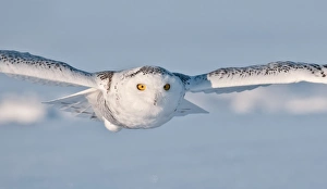 <b class=qtipBold><figcaption>Snowy Owl</figcaption></b><br>All Rights Reserved Worldwide. All photographs are owned and copyright by Michael Cummings. Do not use, edit or in anyway alter without written permission. Please contact me if you have an interest in using any image in my collection.<br><em>© Copyright 2014 Michael Cummings</em> Snowy Owl
