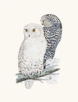 <b class=qtipBold><figcaption>Snowy Owl</figcaption></b><br>A photograph of an original hand-colored engraving from The History of British Birds by Morris published in 1853-1891.<br><em>© mashuk</em> Snowy Owl