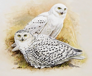 Snowy owl (Bubo scandiacus), male and female, sitting side by side, side view Snowy owl (Bubo scandiacus), male and female, sitting side by side, side view