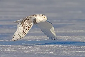 <b class=qtipBold><figcaption>Snowy owl over farm field</figcaption></b><br><em>© JIm Cumming</em> Snowy owl over farm field