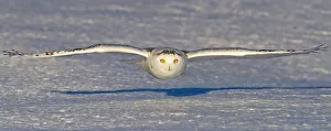 <b class=qtipBold><figcaption>Snowy Owl Glide</figcaption></b><br><em>© JIm Cumming</em> Snowy Owl Glide