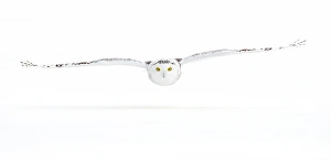 <b class=qtipBold><figcaption>Snowy Owl Gliding</figcaption></b><br><em>© JIm Cumming</em> Snowy Owl Gliding